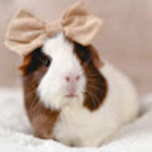 Meet your Posher, Abigail